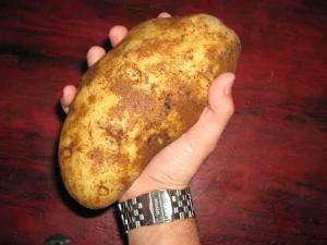 Картошка урожайность