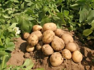 Как повысить урожай картофеля с 1 га на домашнем огороде?
